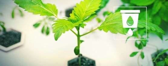 Odla cannabis med hydroponik