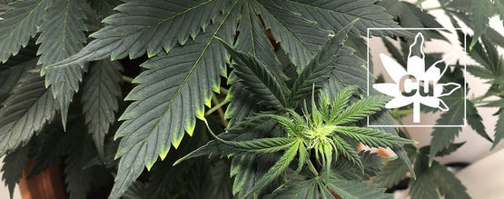Kopparbrist hos cannabisplantor