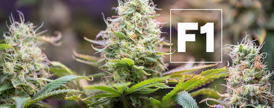 F1-hybrider av cannabis