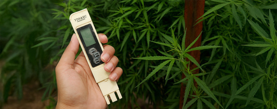 Bästa EC-värdet för cannabis