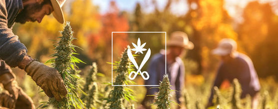 Förstå Croptober: Cannabisskördesäsongen