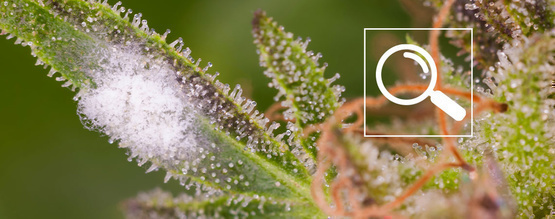 Så identifierar du mjöldagg på cannabis
