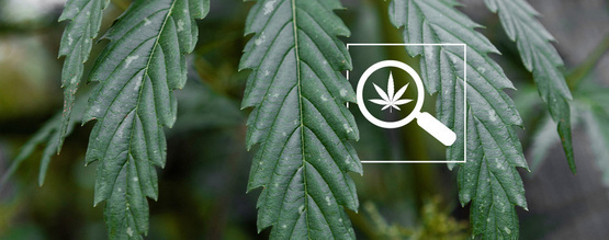 Vita fläckar på cannabisblad