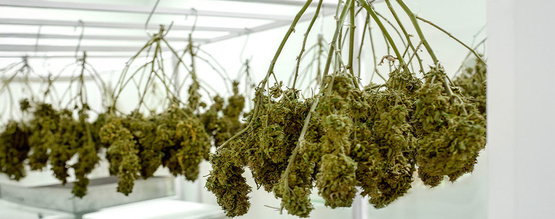 Så torkar du din cannabis