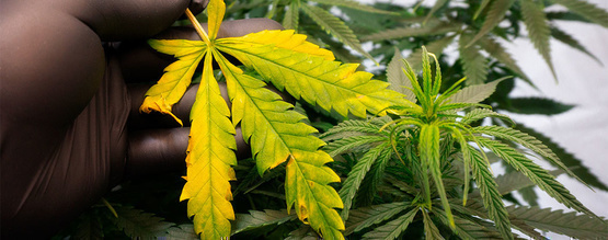 Så behandlar du och förebygger gula cannabisblad