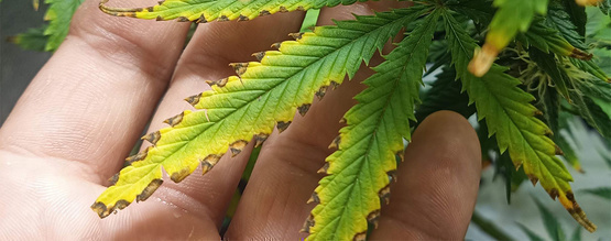 Näringsbränna på cannabis: Så känner du igen det och räddar dina plantor