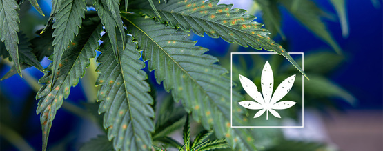 Bruna fläckar på cannabisblad: Identifieringsguide