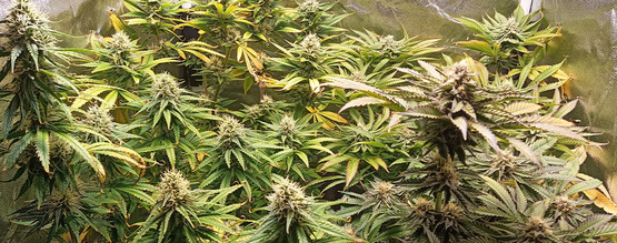 pH för cannabis: Så mäter och justerar du