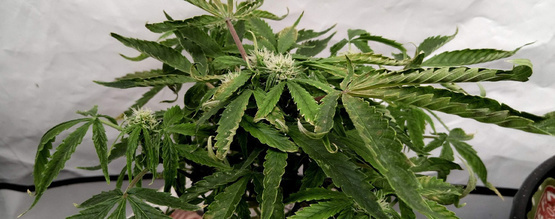 Åtgärda uppåtböjda cannabisblad