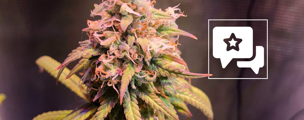 Sortrecension: Shining Silver Haze (Royal Queen Seeds)