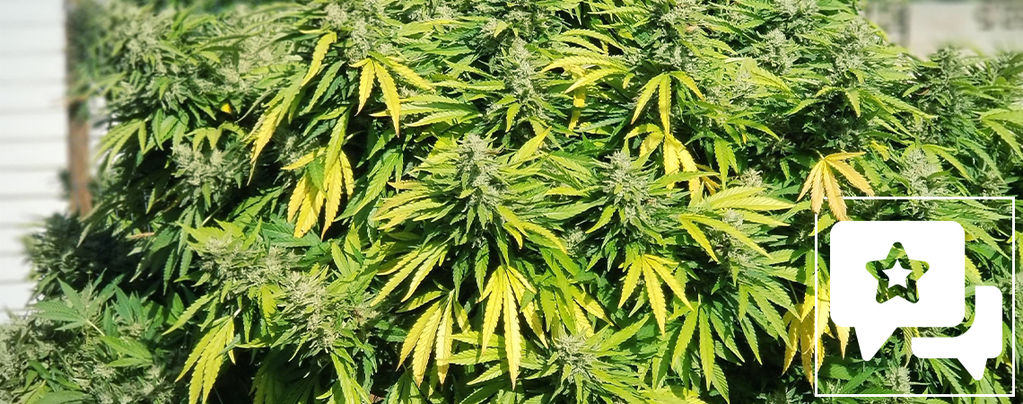 Sortrecension: Critical Kush