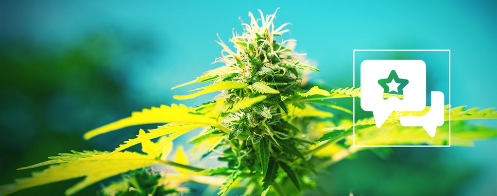 Power Flower: Recension och information om cannabissorten