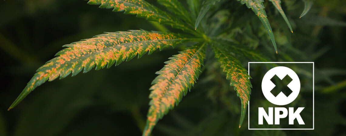 How To Diagnose & Treat Cannabis Nutrient Lockout