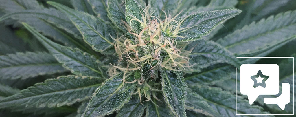 Sortrecension: Royal Medic från Royal Queen Seeds