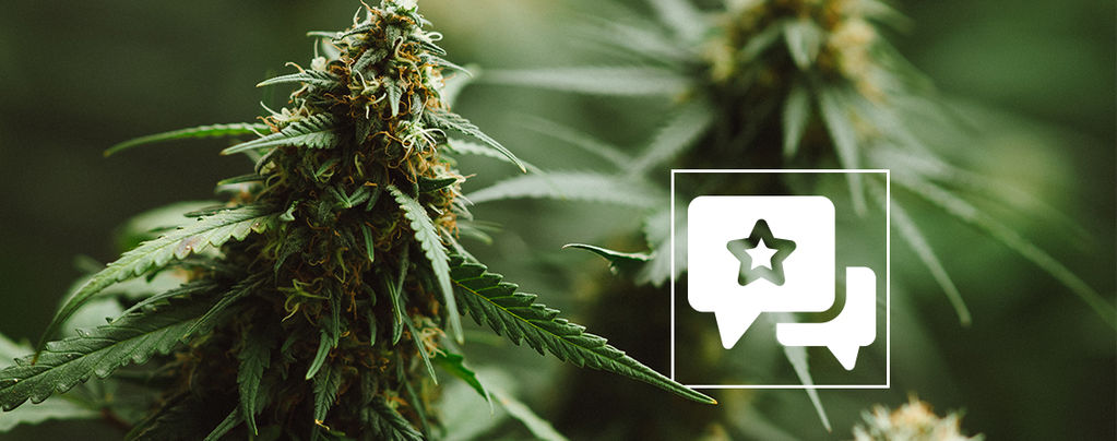 Recension av cannabissorten: Power Plant