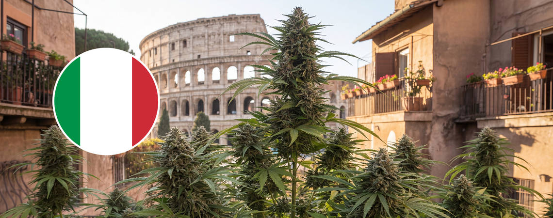 10 bästa cannabissorter att odla utomhus i Italien