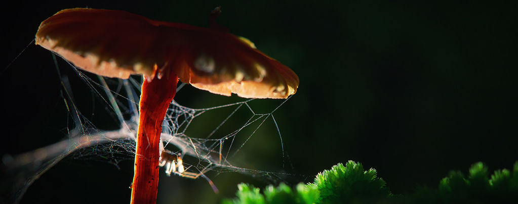 Spiders On Drugs