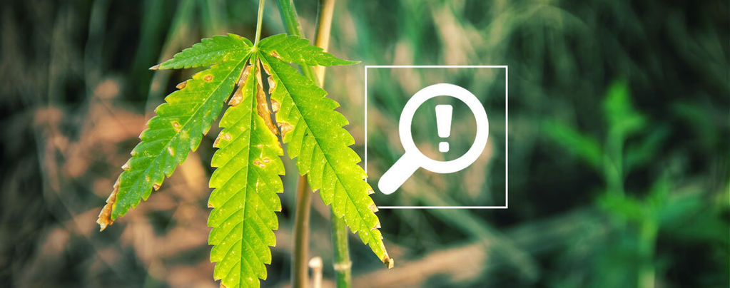 5 Problems That Can Occur During Cannabis Flowering