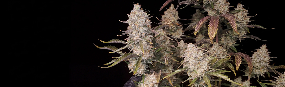 Topp 5 högavkastande autoflower-sorter