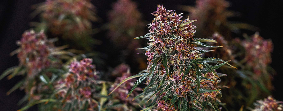 Top 10 fastest growing cannabis strains of 2026