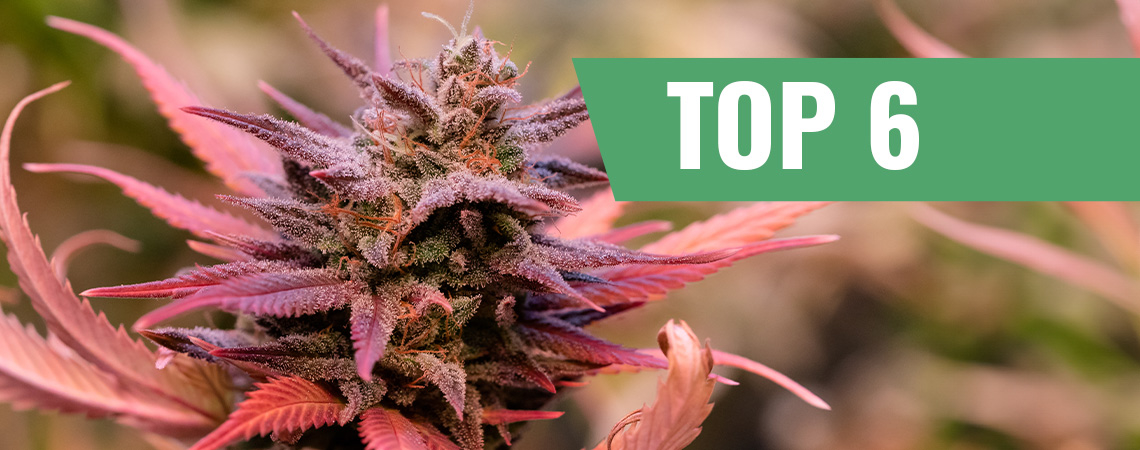 Topp 6 cannabissorter för alla hjärtans dag