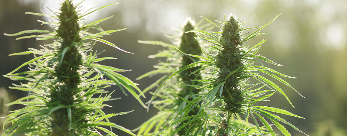Topp 10 mögeltåliga cannabissorter