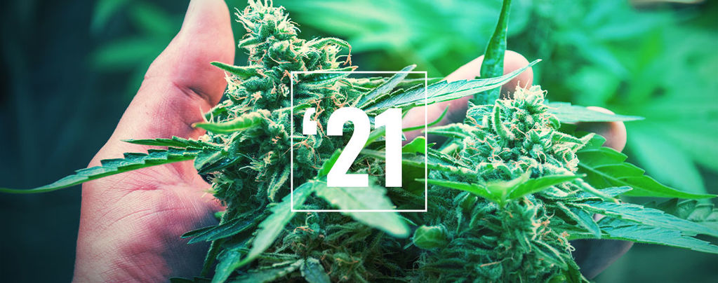 The Best Cannabis Strains For 2026