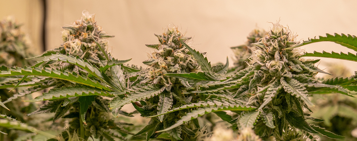 The 5 best cannabis strains for a Sea Of Green (SOG) grow