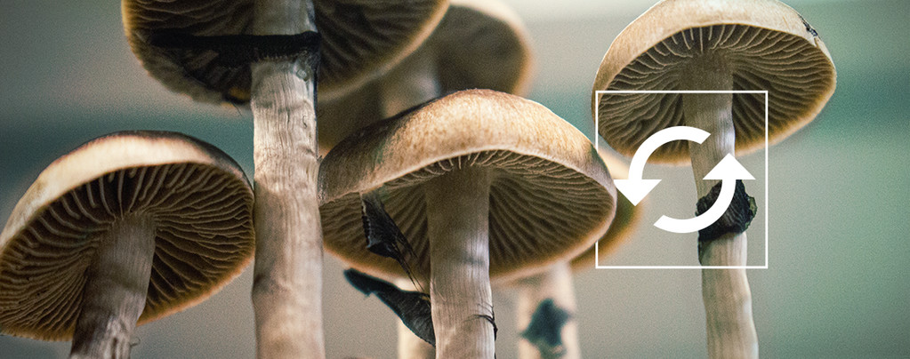 Harvest Multiple Flushes Magic Mushroom Grow Kit