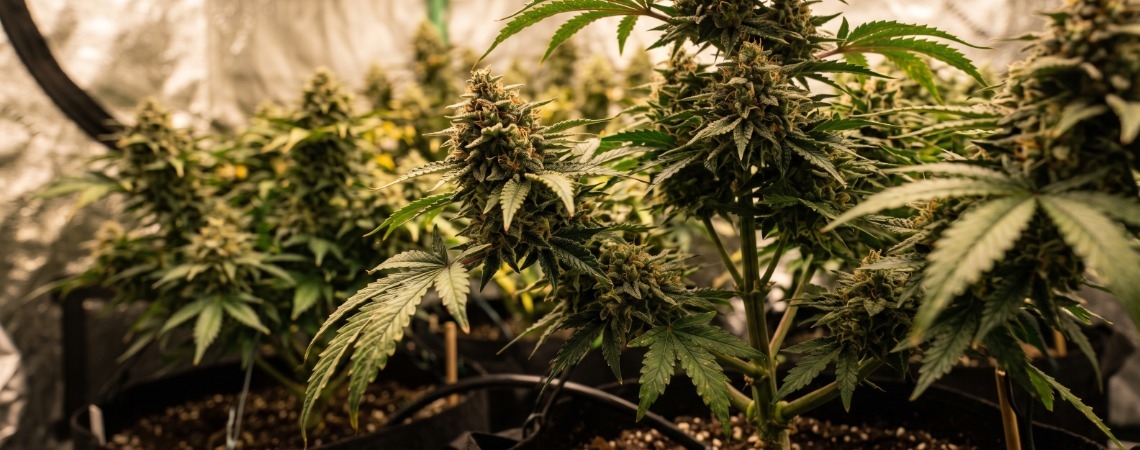 Top 10 high-yielding feminized cannabis strains