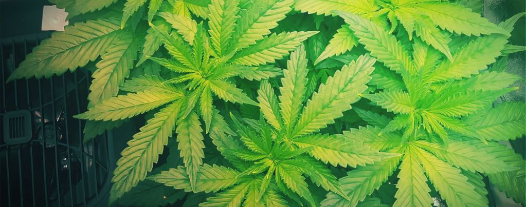 Why You Should Use A Humidifier When Growing Cannabis