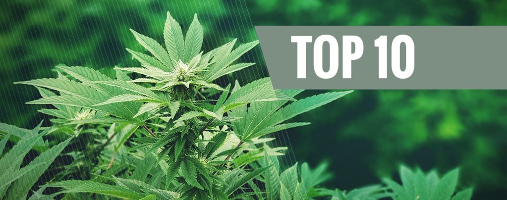 Topp 10 populära användningsområden för hampa