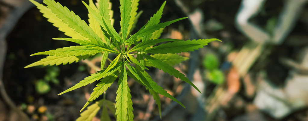 Weird And Wonderful Cannabis Mutations