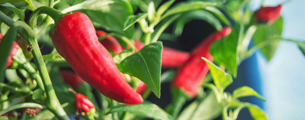 Så odlar du chili inomhus