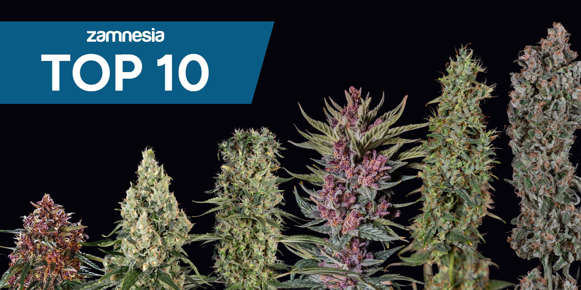 Top 10 Most Popular Strains By Zamnesia Seeds