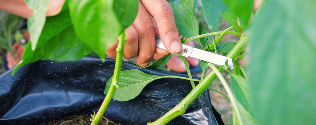 Så beskär du chiliplantor för maximal skörd