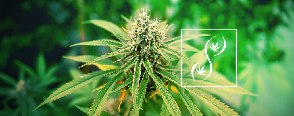 What Are F1, F2, And F3 Cannabis Seeds?