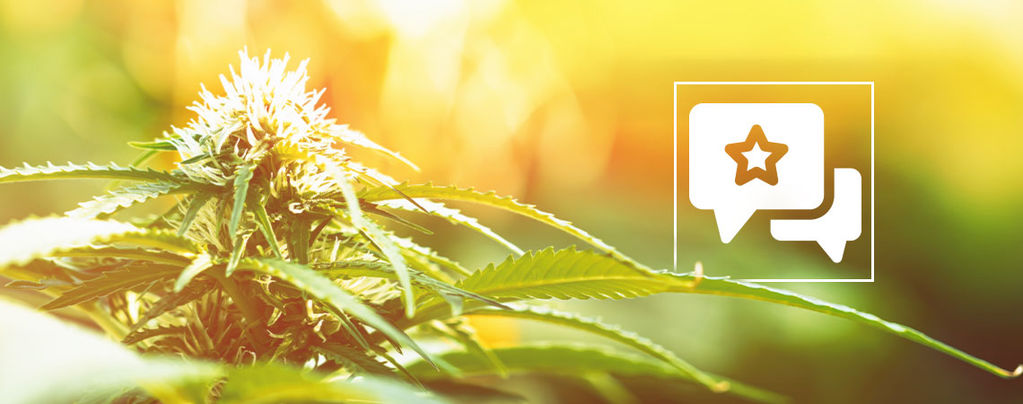 Biscotti: Recension och information om cannabissorten