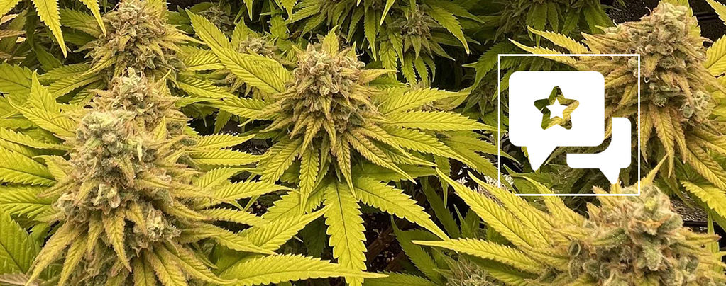 Sortrecension: Kosher Kush