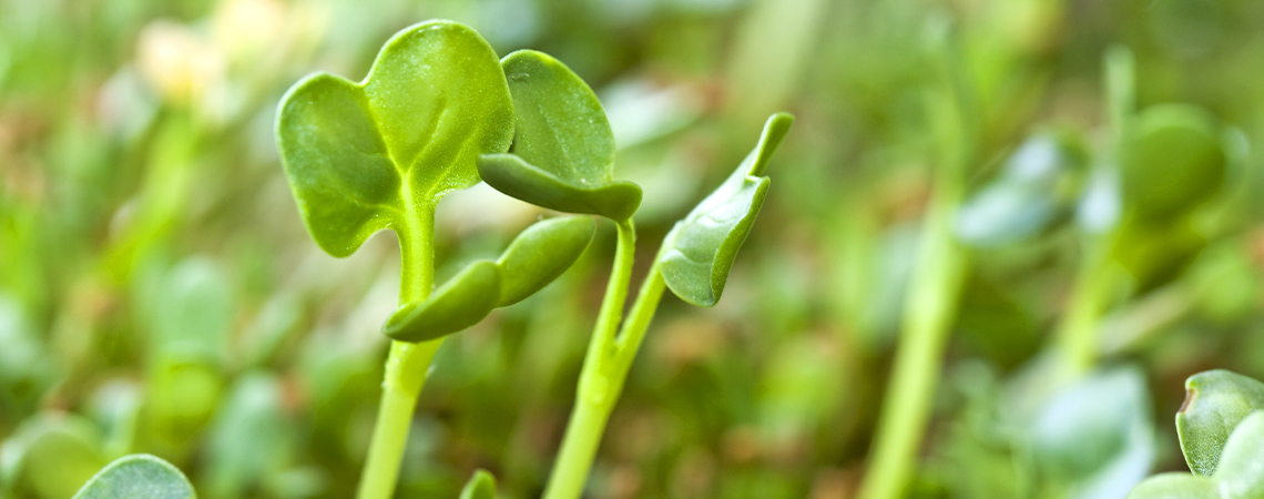 How To Grow Sprouts
