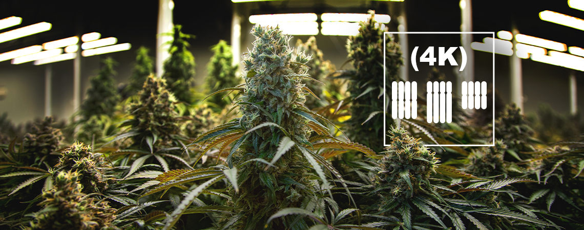 Vad är tetraploider och triploider inom cannabis?