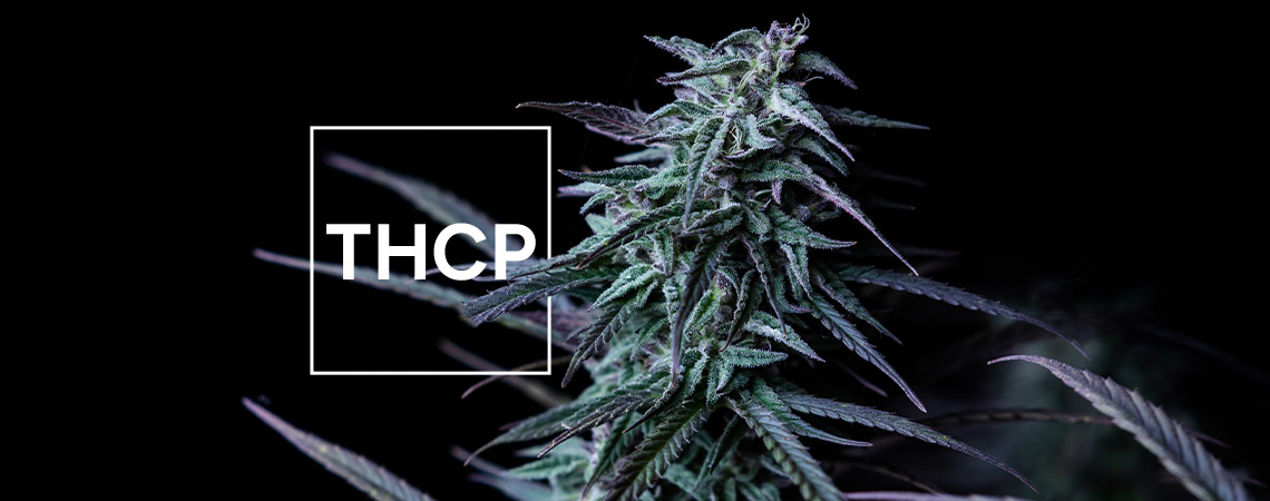What You Need To Known About THCP
