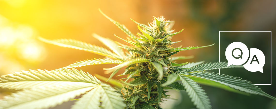 Zamnesia svarar på webben mest googlade frågor om cannabis