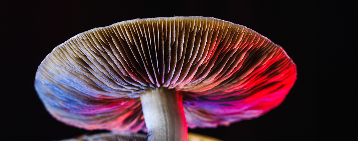 Allt om Psilocybe cubensis