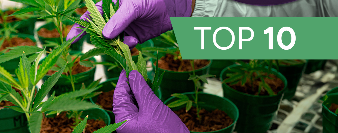 10 innovativa cannabisbolag du behöver kolla in 2026