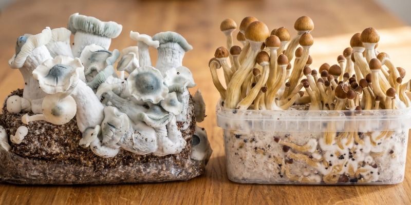 Magic Mushroom Growkit vs. Ready-2-Grow-påsar
