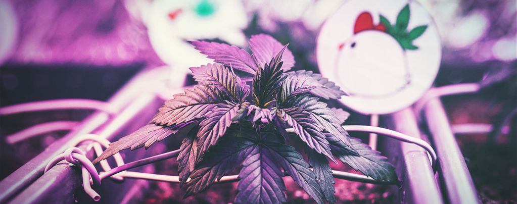 The Optimal Distance Between Grow Lights And Cannabis Plants