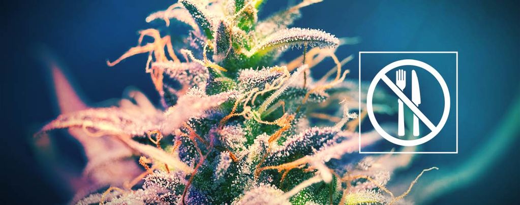 Cannabissorter som inte ger dig småätarsug?