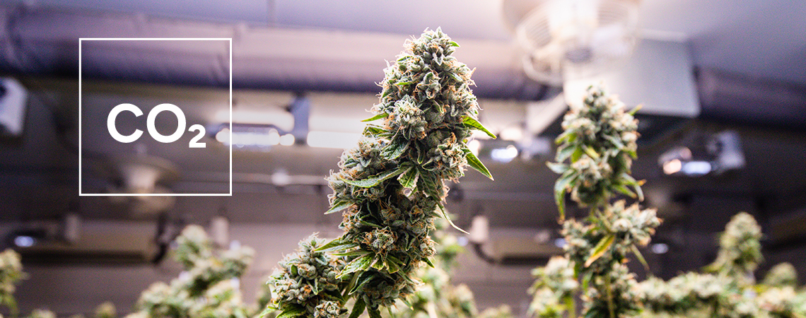 How To Make A DIY CO₂ Generator For Your Cannabis Grow Room