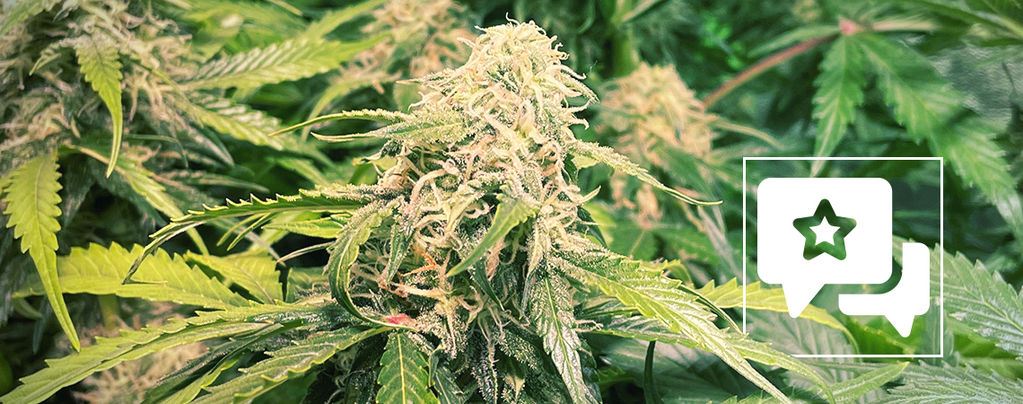 Sortrecension: Pineapple Kush